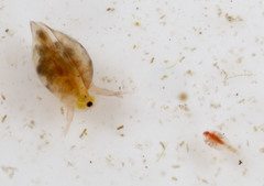 Simocephalus