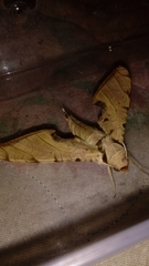 Protambulyx strigilis