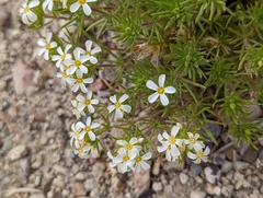 Leptosiphon nuttallii pubescens