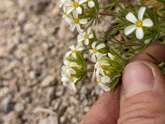 Leptosiphon nuttallii pubescens