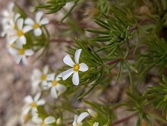 Leptosiphon nuttallii pubescens
