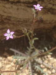 Gilia sinuata
