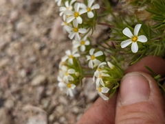 Leptosiphon nuttallii pubescens