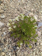 Leptosiphon nuttallii pubescens