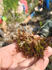 Stellaria peduncularis