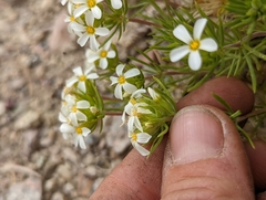 Leptosiphon nuttallii pubescens