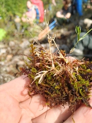 Stellaria peduncularis