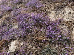 Gilia ochroleuca