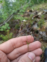 Stellaria peduncularis