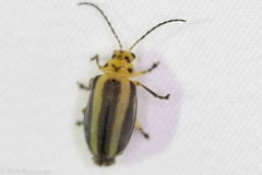 Derospidea brevicollis
