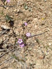 Gilia sinuata