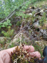 Stellaria peduncularis