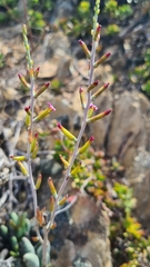 Adromischus filicaulis