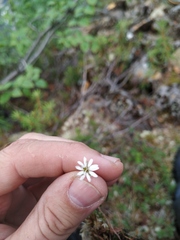 Stellaria peduncularis