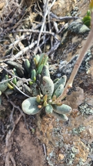 Adromischus filicaulis