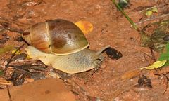 Megalobulimus sanctaepauli