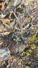 Adromischus filicaulis
