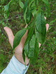Salix jenisseensis