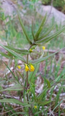 Melampyrum sylvaticum