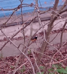 Phoenicurus phoenicurus