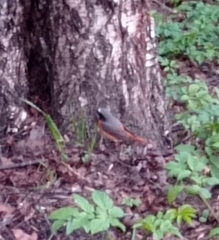 Phoenicurus phoenicurus