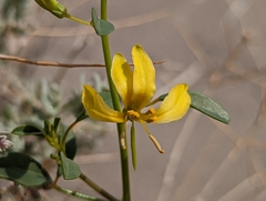 Carsonia sparsifolia