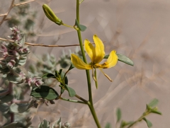 Carsonia sparsifolia