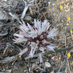 Allium atrorubens