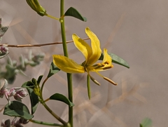 Carsonia sparsifolia