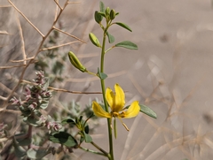 Carsonia sparsifolia