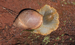 Megalobulimus sanctaepauli