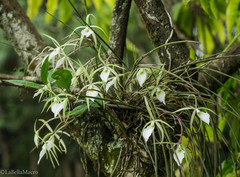 Brassavola tuberculata