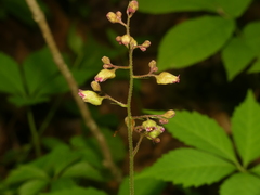 Heuchera longiflora