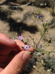 Gilia sinuata