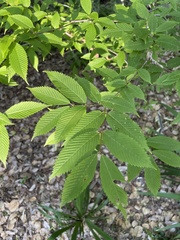 Acer carpinifolium