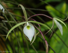 Brassavola tuberculata