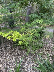 Acer carpinifolium