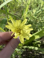 Pyrrhopappus grandiflorus