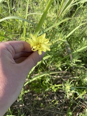 Pyrrhopappus grandiflorus