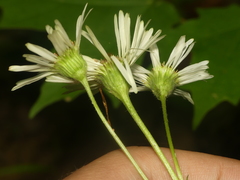Erigeron pulchellus brauniae