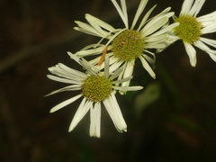 Erigeron pulchellus brauniae