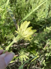 Pyrrhopappus grandiflorus