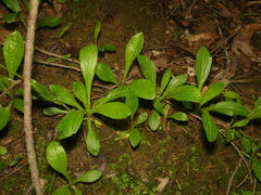 Erigeron pulchellus brauniae