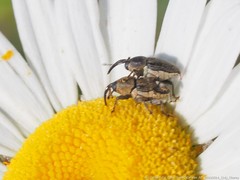 Odontocorynus umbellae