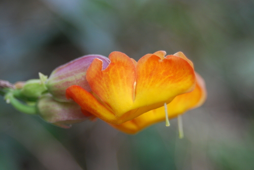 Image of Thunbergia coccinea by (c) Loren Cassin Sackett, some rights reserved (CC BY)