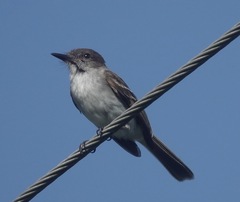 Myiarchus antillarum