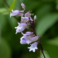 Penstemon laevigatus
