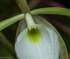 Brassavola tuberculata