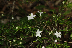 Psychotria deverdiana