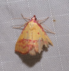 Phytometra rhodarialis